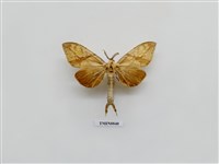 藏品(台灣的蛾(四))的圖片